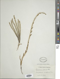 Lateristachys lateralis image