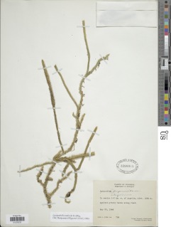 Lycopodiella andicola image