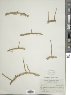 Lycopodiella appressa image