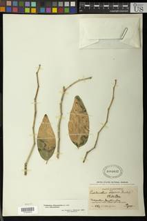 Pedilanthus tithymaloides subsp. tithymaloides image