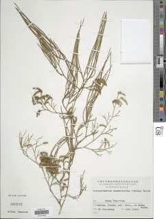 Lycopodiastrum casuarinoides image