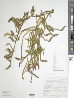 Lycopodium papuanum image