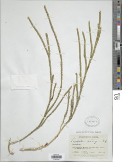 Lycopodium clavatum subsp. contiguum image