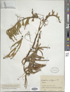 Lycopodium clavatum subsp. contiguum image