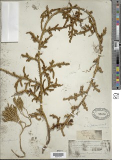 Austrolycopodium confertum image