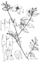 Melastomataceae - Arthrostemma ciliatum 