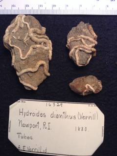 Hydroides dianthus image