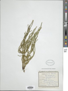 Phlegmariurus filiformis image
