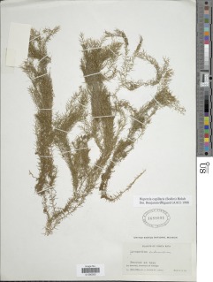 Phlegmariurus capillaris image