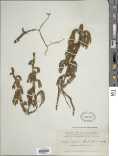 Palhinhaea pendulina image