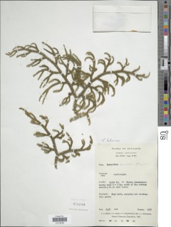 Palhinhaea lehmannii image