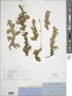Lycopodiella sarcocaulon image