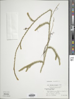 Lycopodium clavatum var. aristatum image