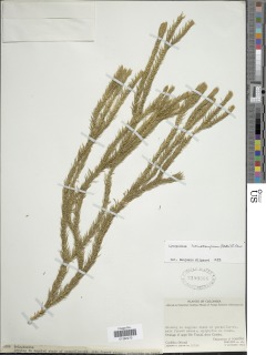 Phlegmariurus homocarpus image
