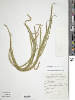 Lycopodium hygrophilum image