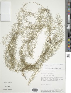 Phlegmariurus capillaris image