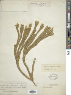 Phlegmariurus cumingii image