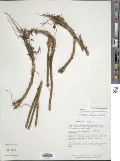 Phlegmariurus brevifolius image