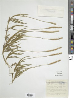 Lycopodium papuanum image