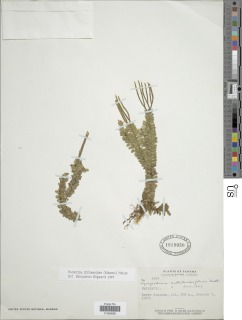Phlegmariurus dichaeoides image