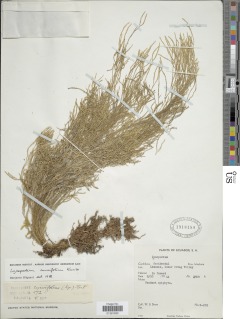 Phlegmariurus curvifolius image