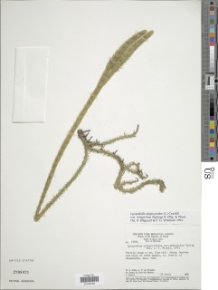 Lycopodiella alopecuroides var. integerrima image