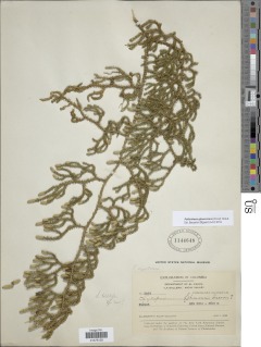 Palhinhaea glaucescens image