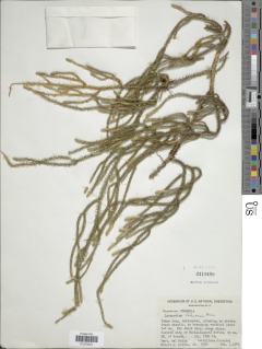 Palhinhaea lehmannii image