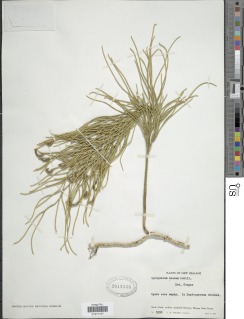 Pseudolycopodium densum image