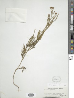 Diphasiastrum thyoides image