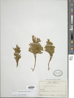 Lycopodium japonicum image