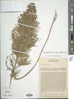 Palhinhaea camporum image