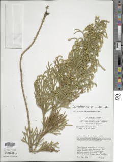 Palhinhaea camporum image