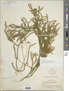 Image of Lycopodium pullei