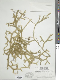 Lycopodium clavatum var. aristatum image