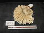 Acropora cytherea image