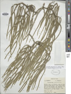 Palhinhaea glaucescens image