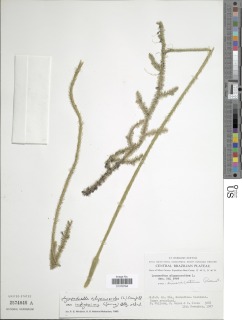 Lycopodiella alopecuroides var. integerrima image