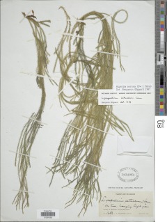 Phlegmariurus acerosus image