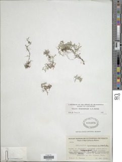 Selaginella cinerascens image