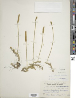 Pseudolycopodiella iuliformis image