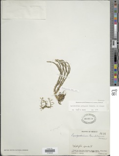 Phlegmariurus pringlei image