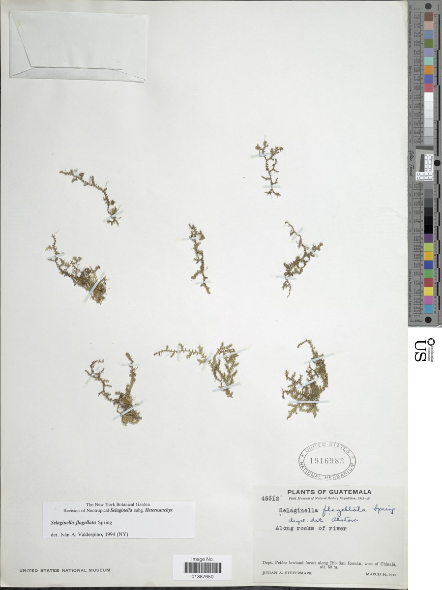 Selaginellaceae image