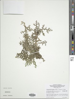 Selaginella hispida image