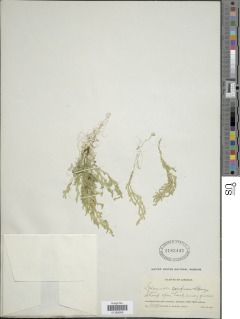 Selaginella confusa image