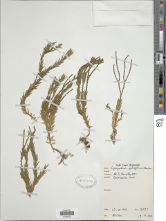 Phlegmariurus ophioglossoides image