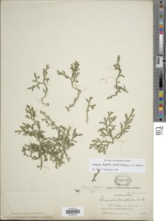 Selaginella hispida image