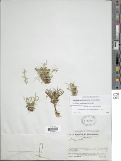 Selaginella moritziana var. moritziana image