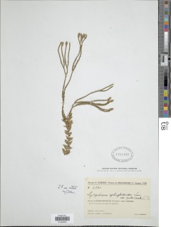 Phlegmariurus ophioglossoides image
