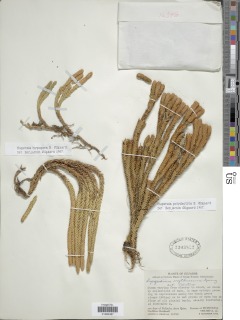 Phlegmariurus polydactylus image